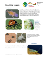 Beneficial-Insects