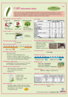 Chilli-Info-Sheet-18Sep099