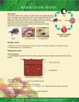 Evelyn-Farms-training-handouts-for-mango