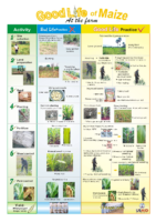 Good-Life-of-Maize