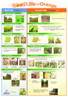 Good-Life-of-Oranges