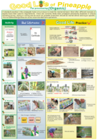 Good-Life-of-Pineapple-Organic