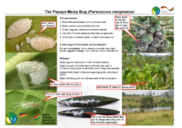 Handout-Biological-Pest-Control-Mealy-Bug