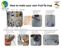 How-to-build-your-own-fruit-fly-trap