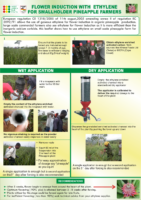 Pineapple-Ethylene-Flower-Induction